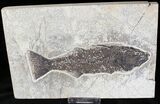 Mioplosus Fossil Fish - Wyoming #20836-1